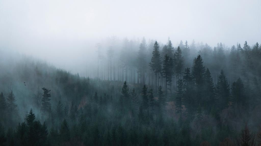 雾中的山林