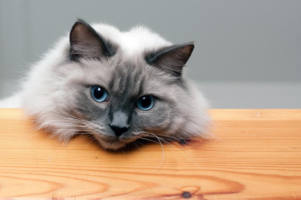 白色和黑色长涂猫倾斜它的头棕色木制桌面上[高清壁纸