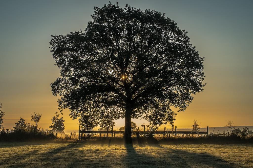 在黎明,比利时高清壁纸树的视图