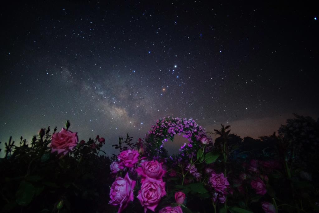 鲜花,夜晚,星星,银河,空间,玫瑰,空间