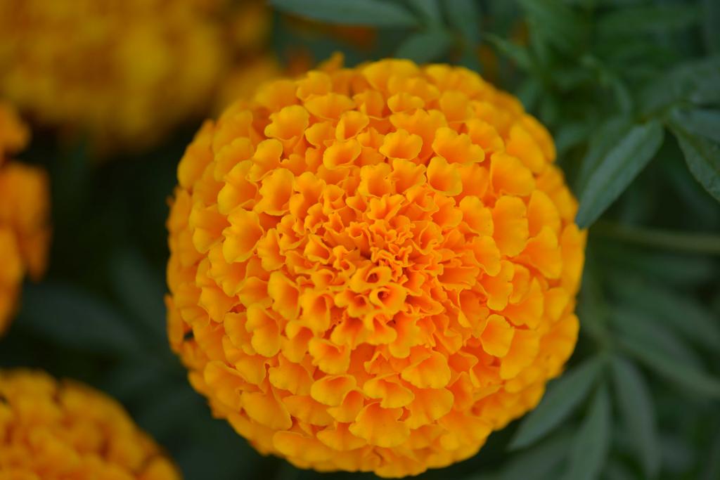 橙色绣球花图片