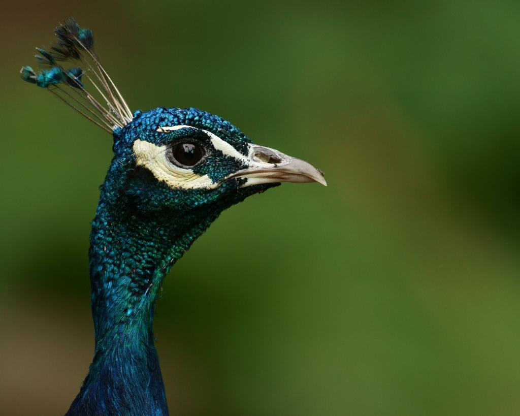 野生动物摄影的蓝色孔雀高清壁纸