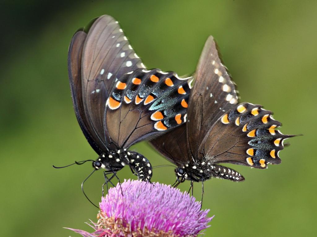对spicebush燕尾蝶栖息在紫色豹花高清壁纸 高清图片 摄影 纯色壁纸