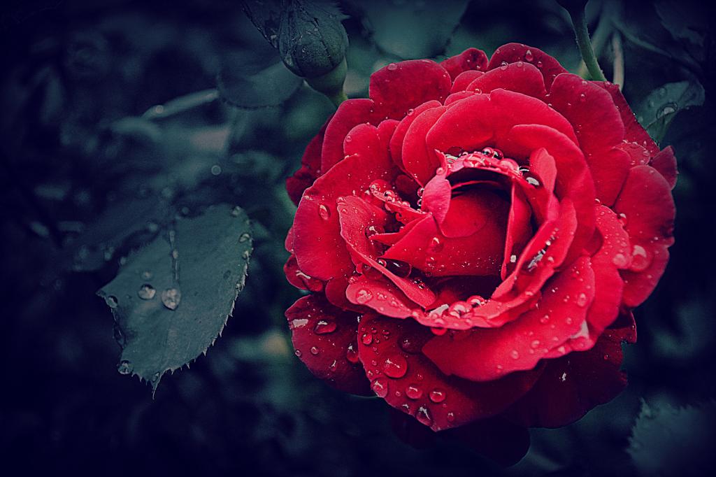 墨红玫瑰图片