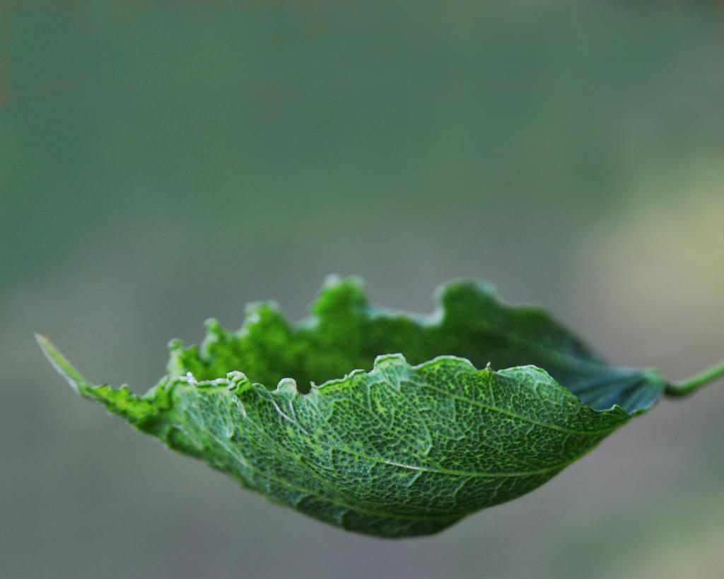 自动对焦和绿叶植物高清壁纸的宏观摄影