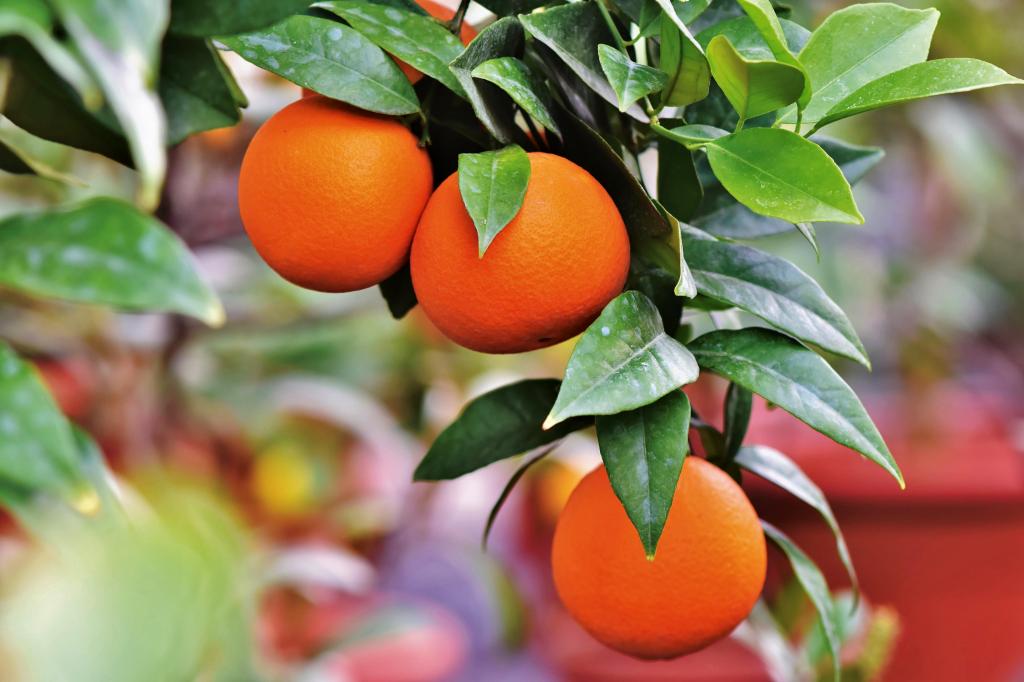 枝头上的柑橘图片