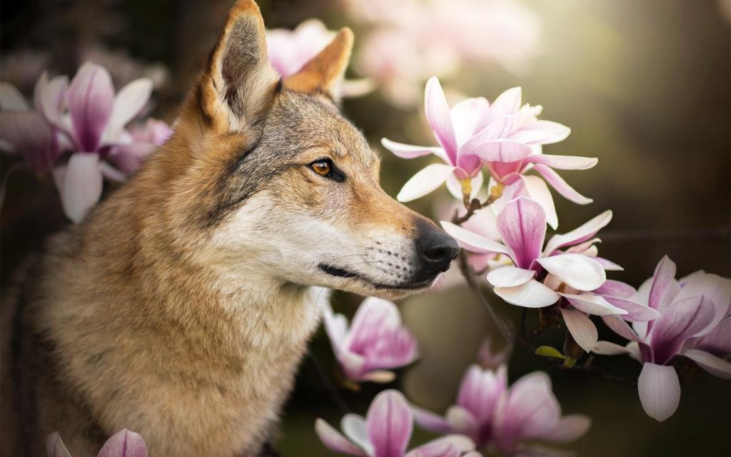 简介,Chinua,木兰,捷克斯洛伐克Wolfdog,鲜花,狗