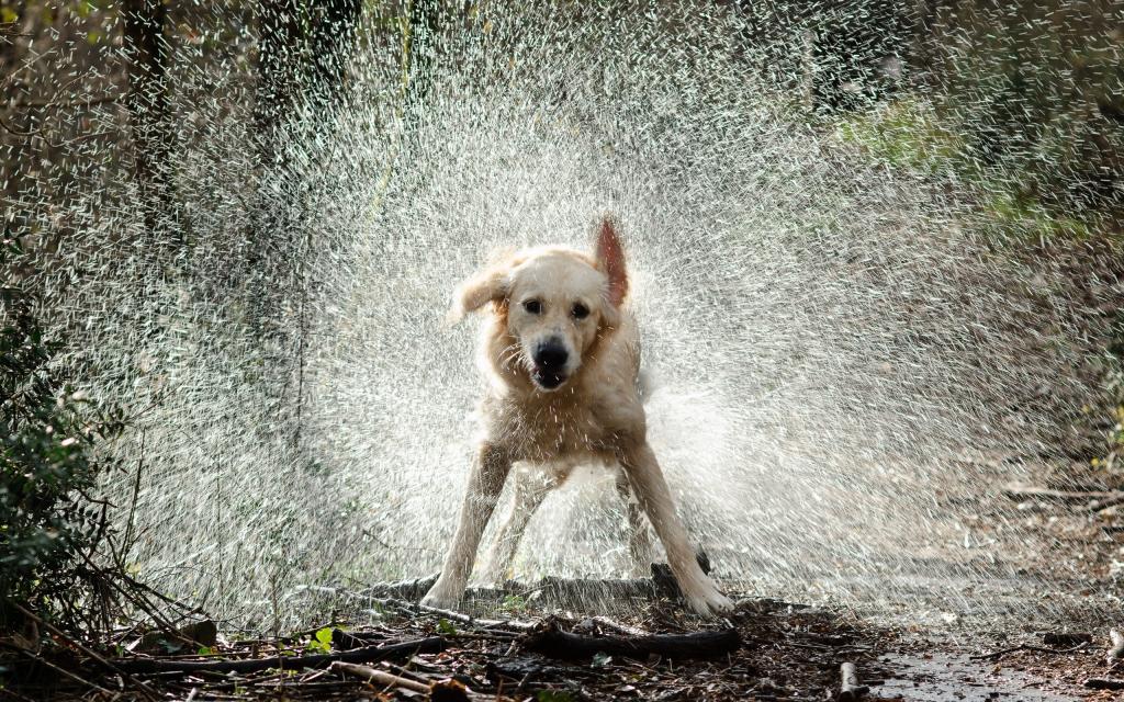 狗,喷,水,滴