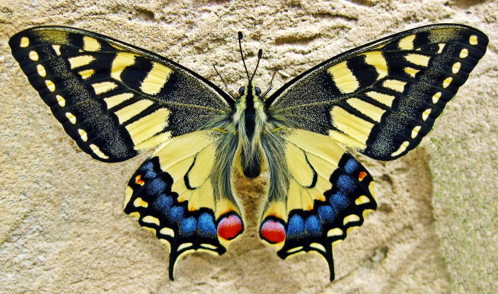 特写照片的黄色和黑色的蝴蝶高清壁纸