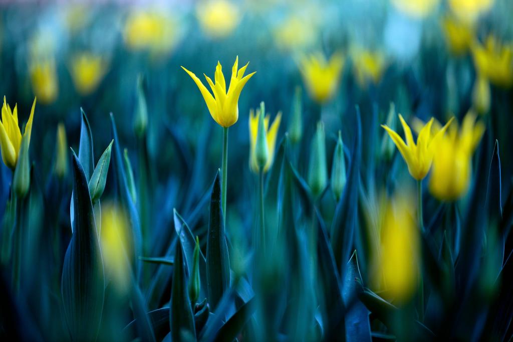 黄色的花被捕获使用单反相机自动对焦设置,郁金香高清壁纸