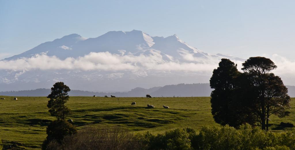 山环绕着绿草和树木,绵羊,鲁阿佩胡山高清壁纸