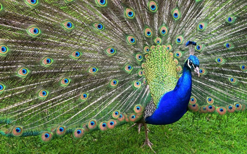 壁纸蓝色,草,模式,尾巴,鸟,尾巴,孔雀,性质,打开,绿色,羽毛
