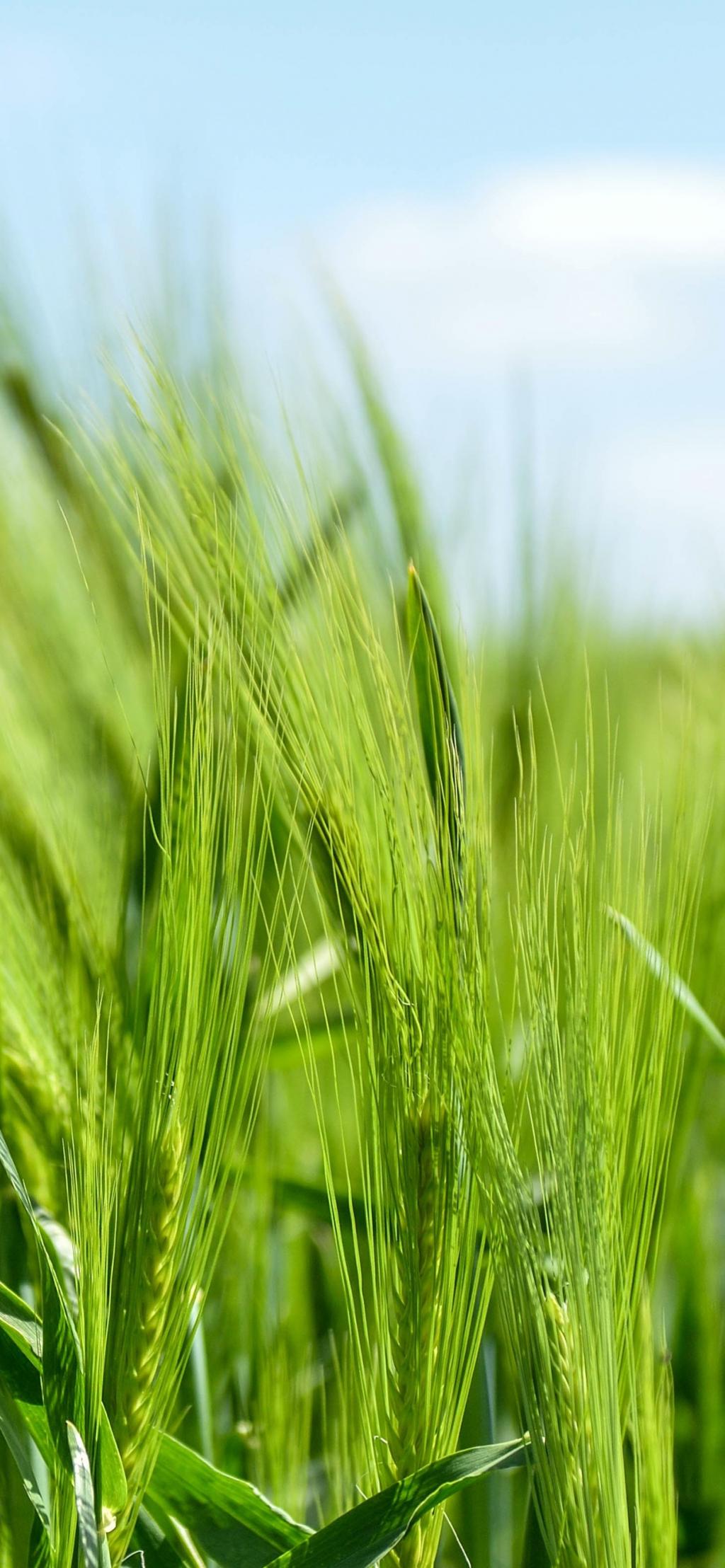 绿油油的小麦苗图片图片