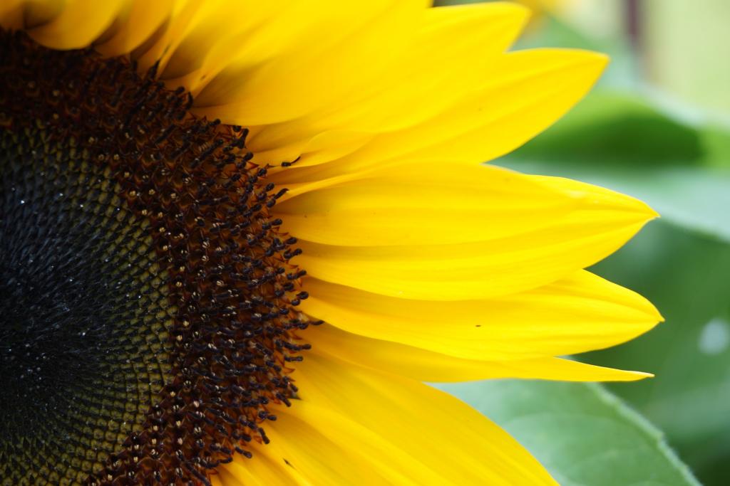 太阳花,向日葵高清壁纸的特写镜头摄影