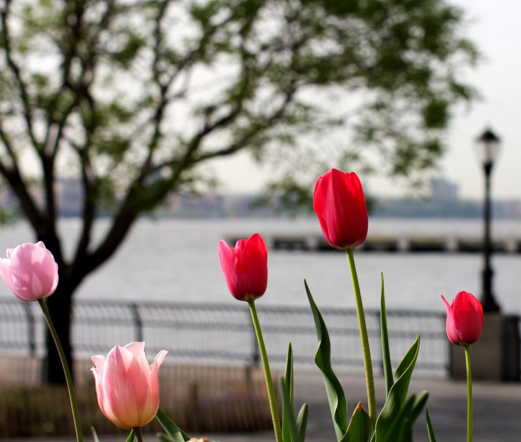 红色和粉红色的花,郁金香,哈德逊河,哈德逊河,曼哈顿高清壁纸