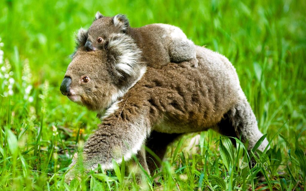 Koala, nature, grass, bear, HD pictures, animals - solid wallpaper