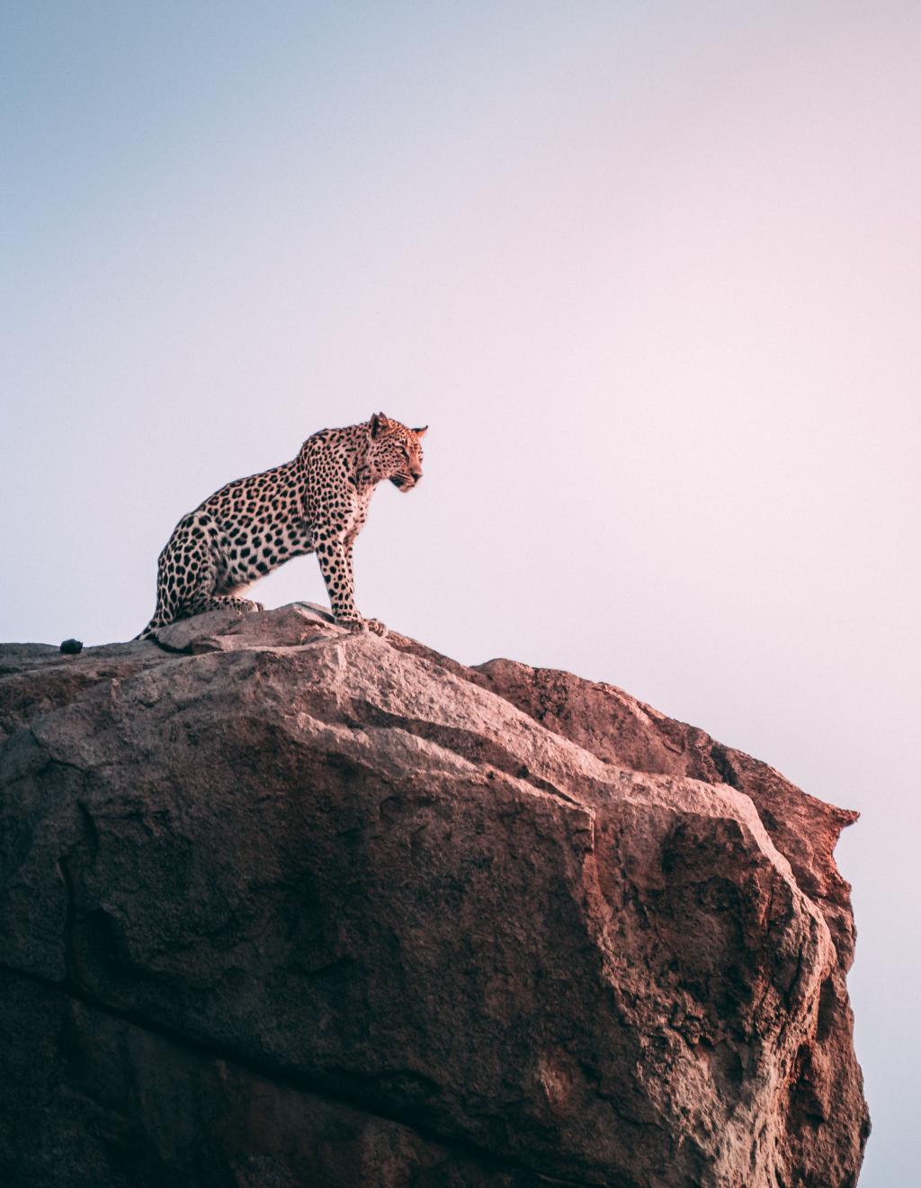 岩石上健硕的豹子