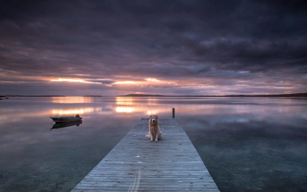 狗,湖,桥,日落