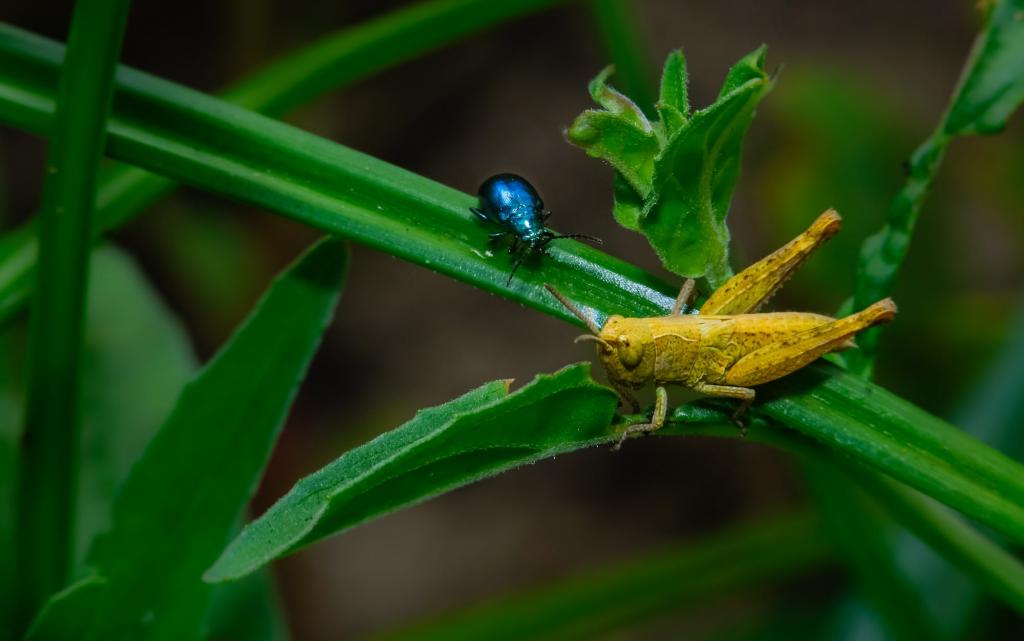 在绿色植物HD墙纸的蓝色甲虫旁边的黄色蚂蚱