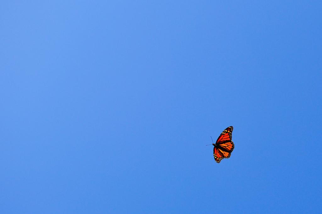 极简主义,飞行,天空,蓝色,蝴蝶,橙色