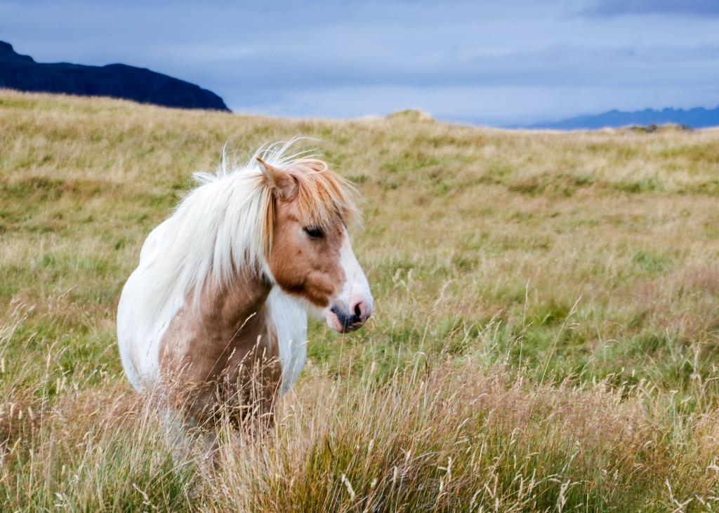 白色和棕色的马,在山中平原,冰岛高清壁纸