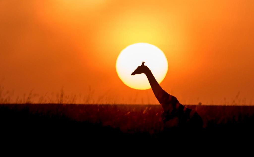 日落期间长颈鹿包围在绿草场高清壁纸
