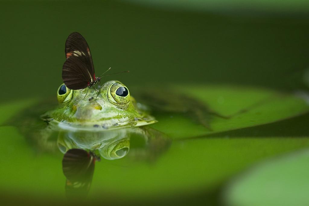 青蛙,蝴蝶,池塘,镜像高清壁纸