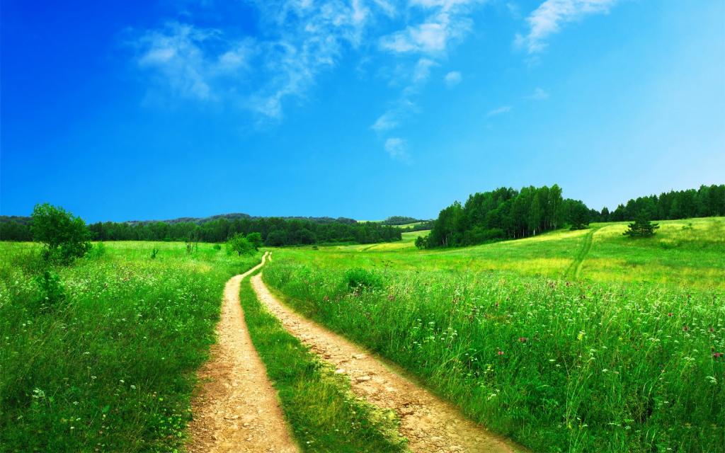 绿色的叶子场与蓝蓝的天空之间的路径摄影作为背景高清壁纸
