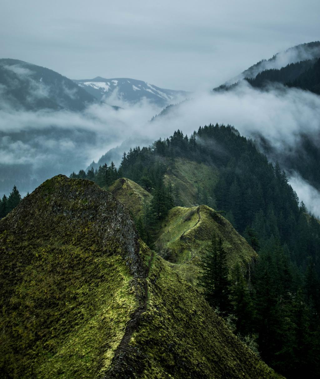 在通往森林的绿色山丘通路的鸟瞰图摄影覆盖的山覆盖着雾高清壁纸