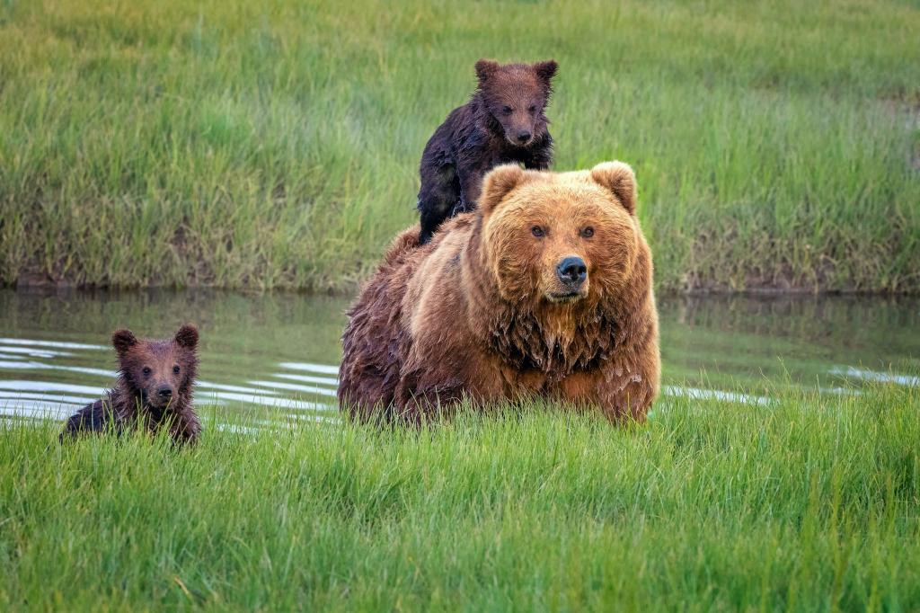 熊,熊,草,阿拉斯加,幼崽