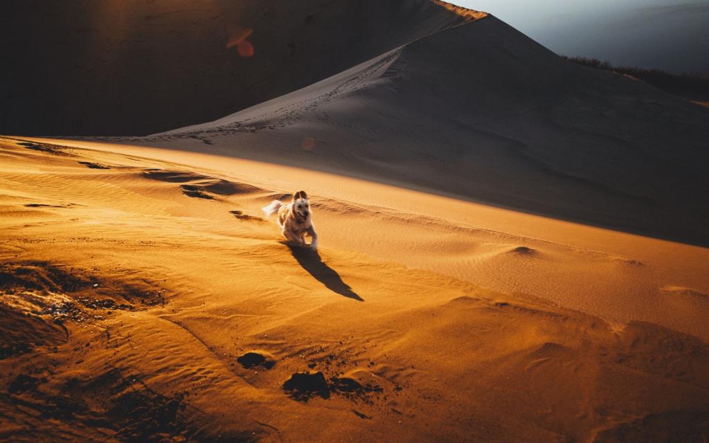 沙,沙漠,狗