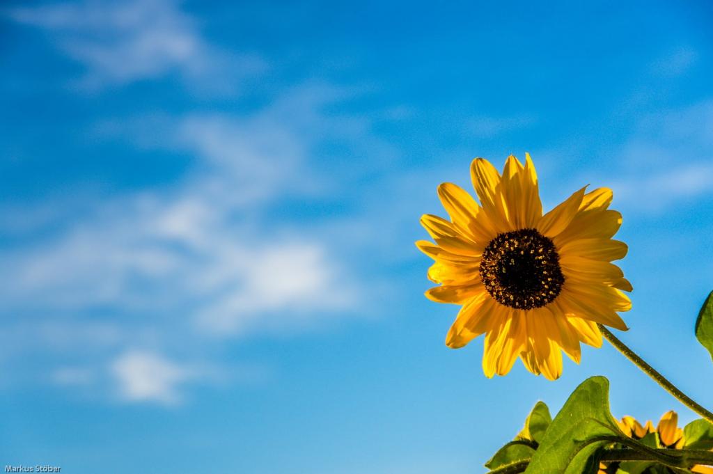 黄色的向日葵在蓝蓝的天空下低角度照片高清壁纸