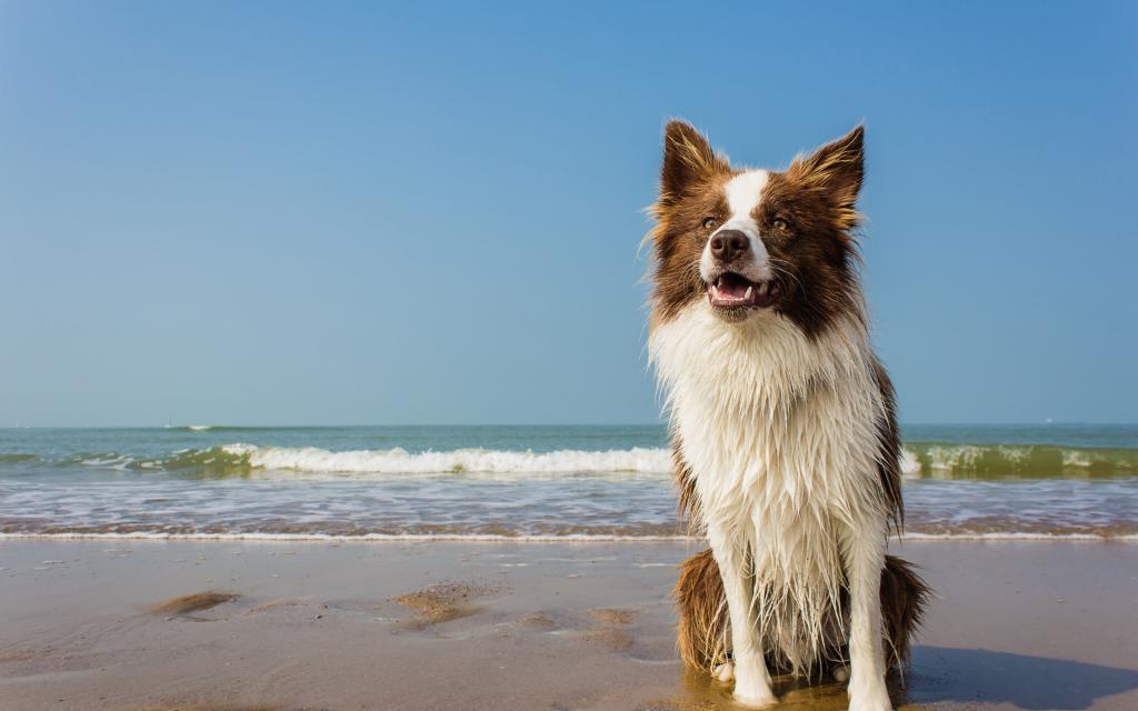 狗,海,湿,波,白领,地平线,海滩