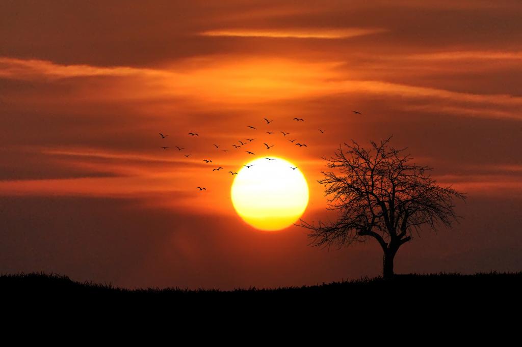 剪影树和飞行鸟在金黄小时期间的太阳附近的照片高清壁纸