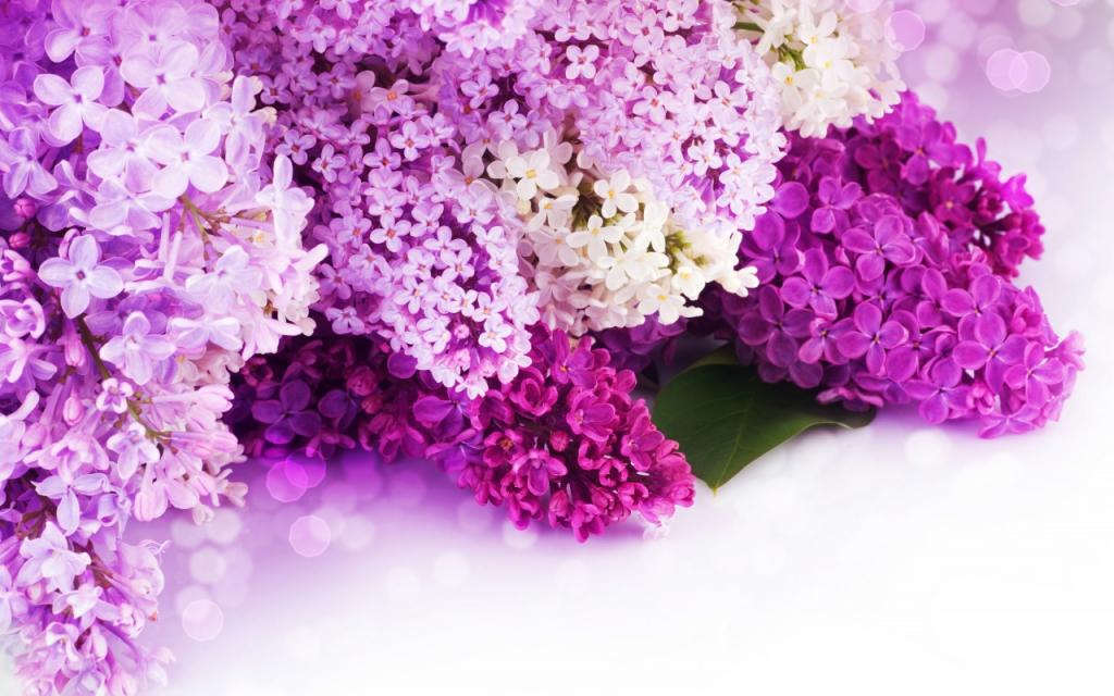 壁纸鲜花,散景,花瓣,丁香,紫色,白色