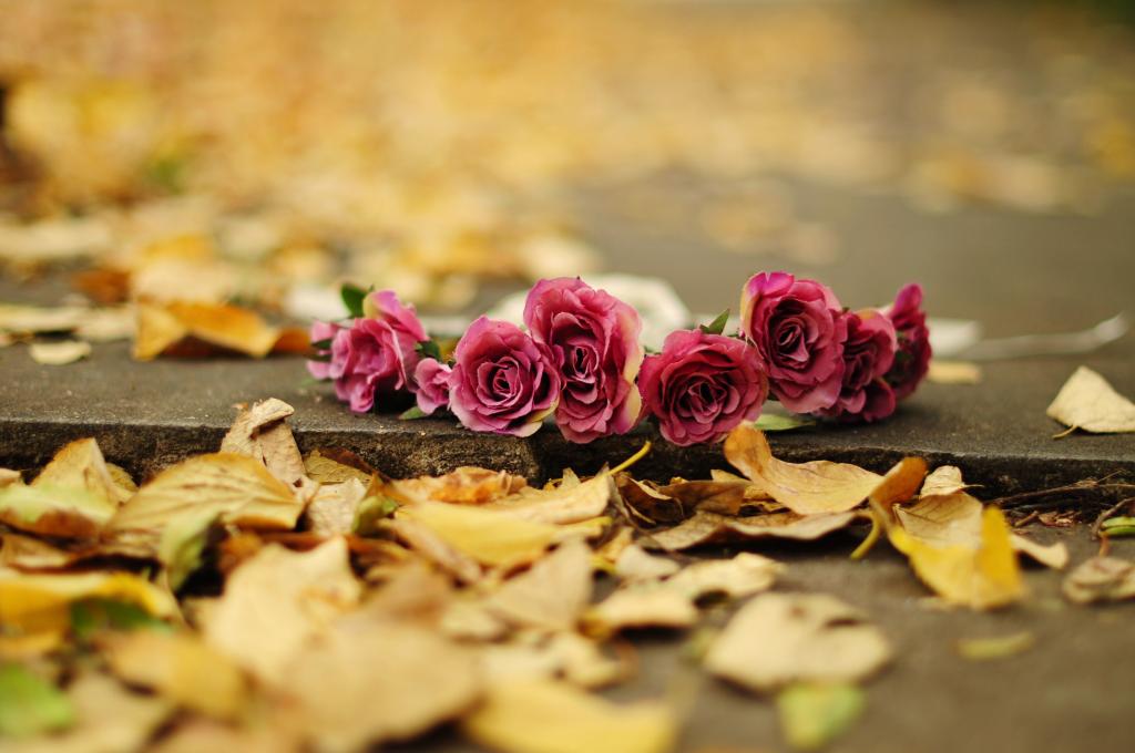 鲜花,玫瑰,花瓣,秋天,树叶