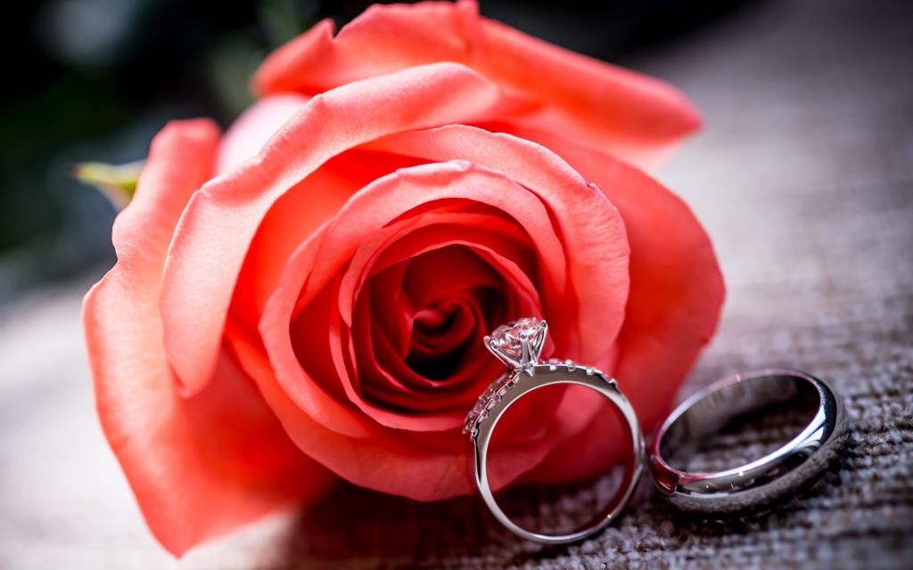 红色,婚礼,戒指,戒指,玫瑰,花,玫瑰
