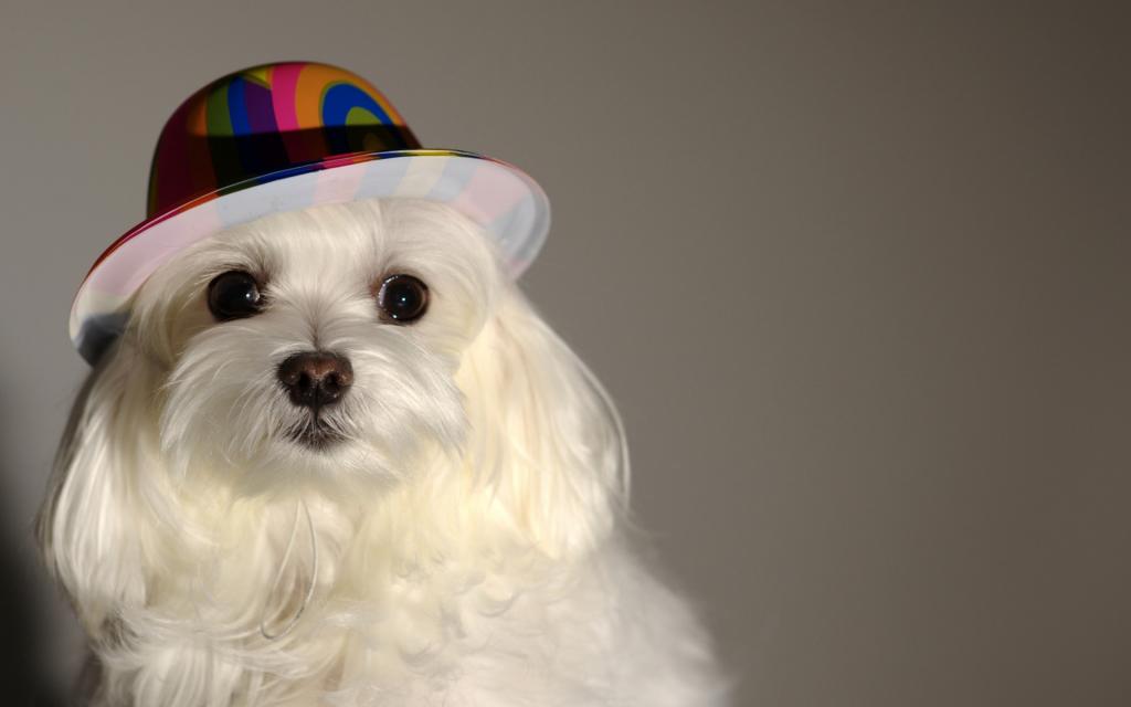 狗,看,帽子,狗,每个