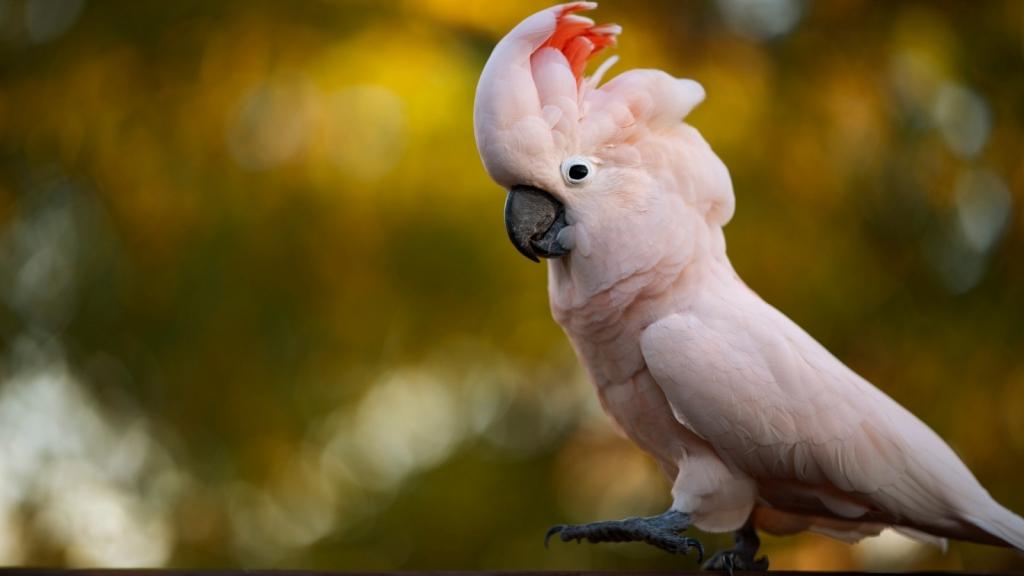 壁纸鸟,背景,鹦鹉,粉红色,散景
