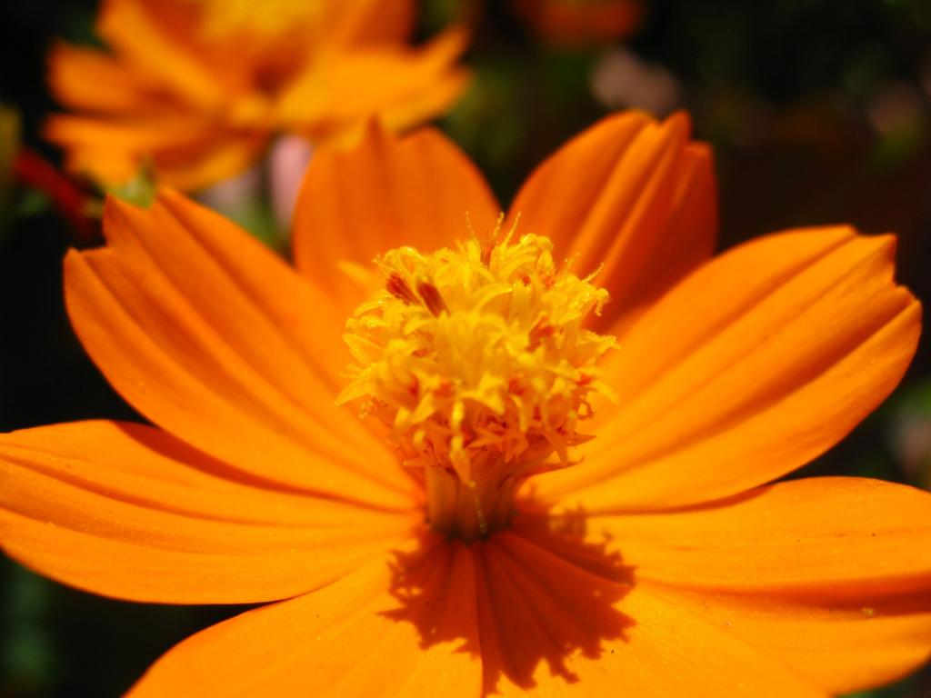 橙色波斯菊花卉高清壁纸的特写照片
