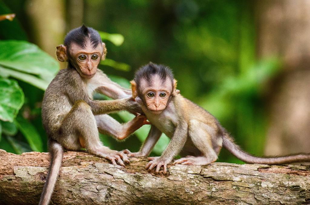 情侣之间的猴子上树图图片