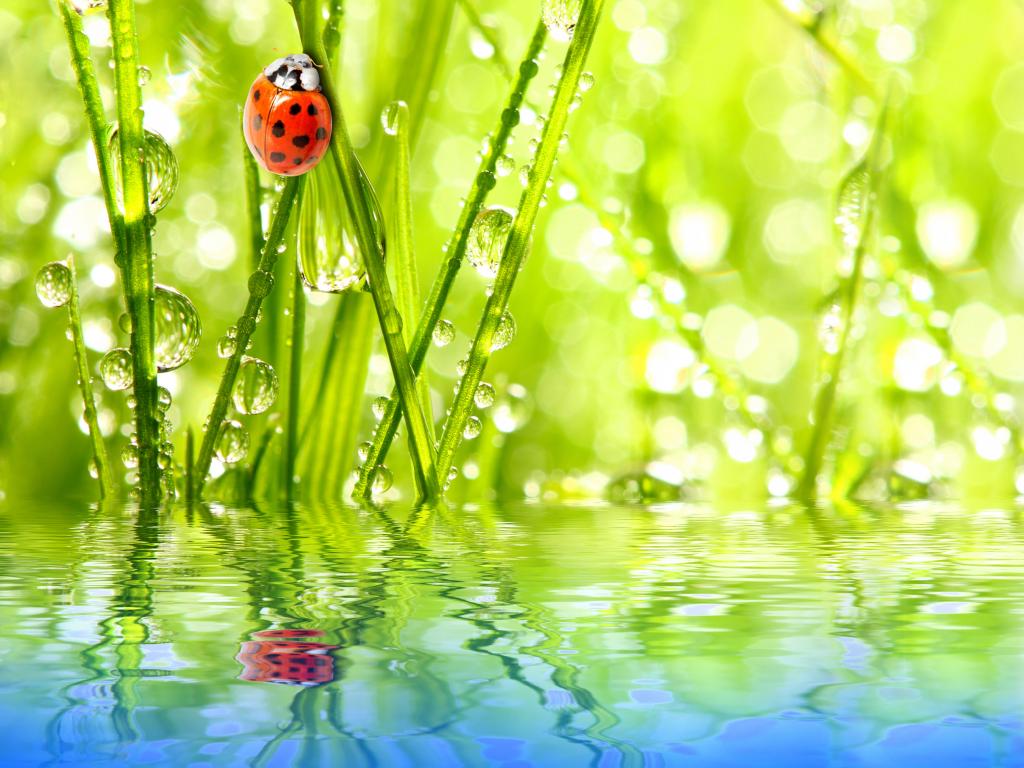 Reflection, ladybug, water, insect, Rosa, the sky, grass, drops