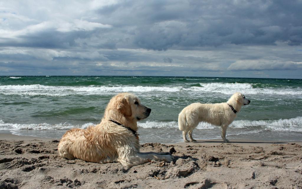 海,背景,狗