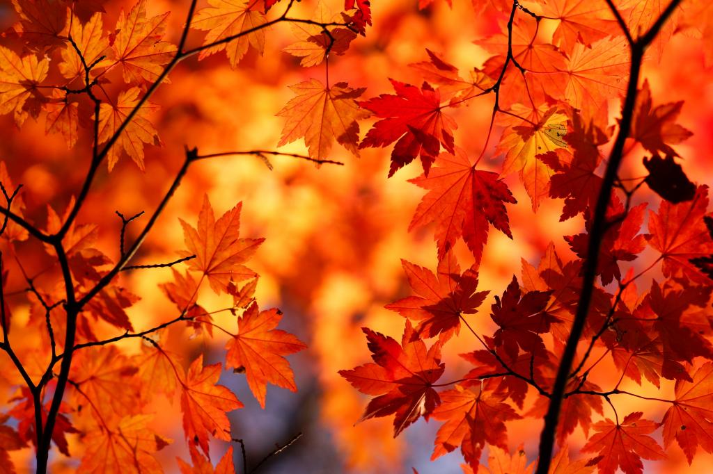 橙色有叶的树HD壁纸浅焦点摄影