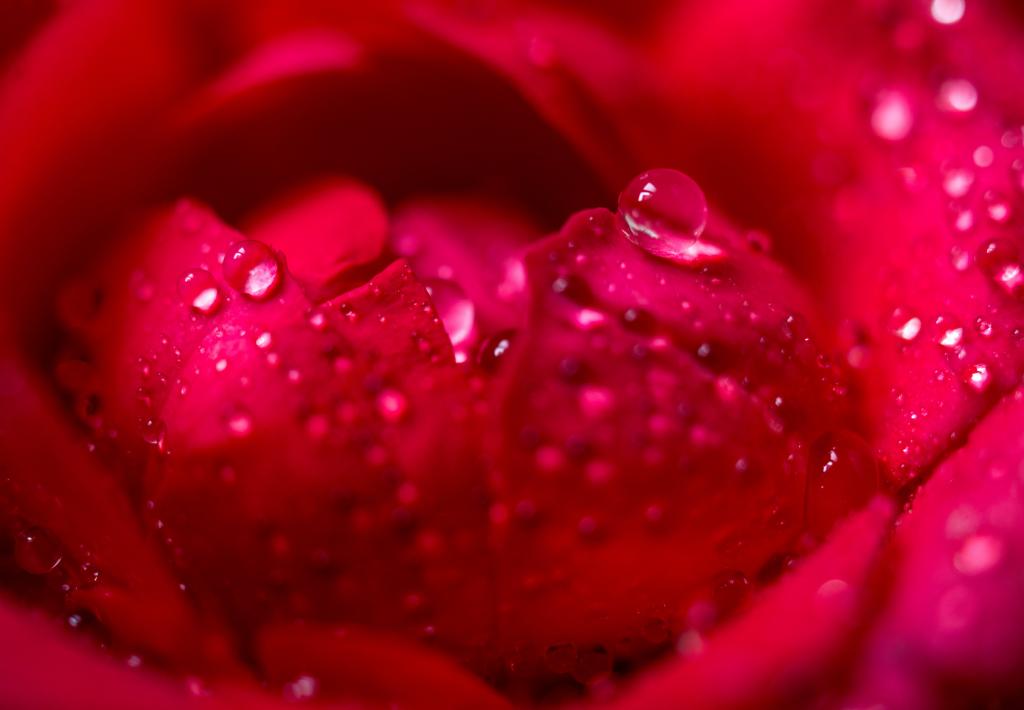 微距拍摄的红玫瑰花瓣与水滴高清壁纸