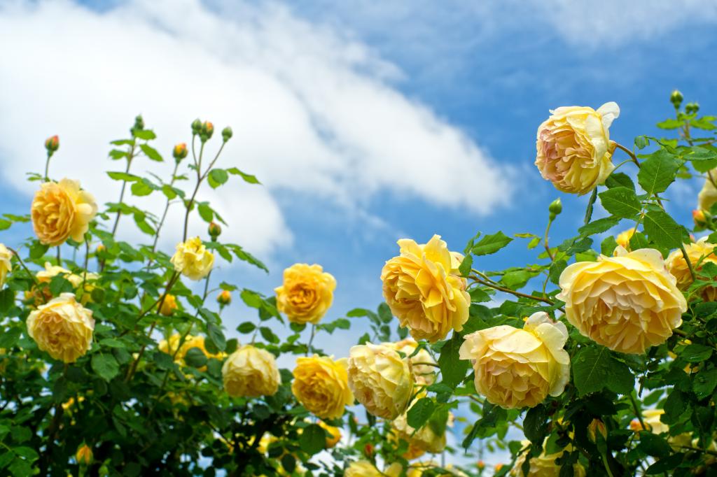 壁纸的天空,灌木丛,玫瑰,黄玫瑰