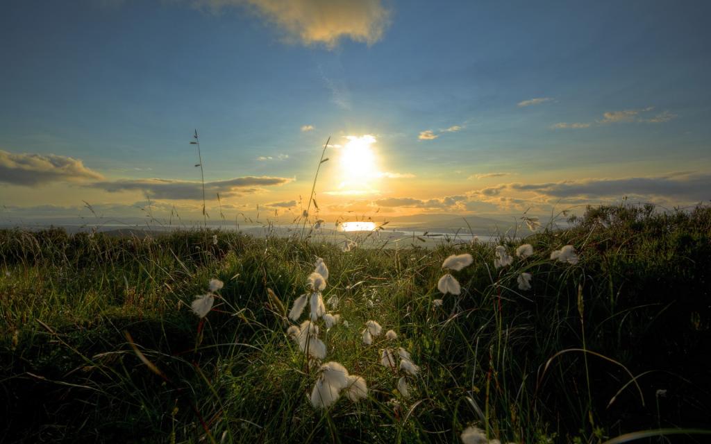 海,早晨,景观,爱尔兰棉花