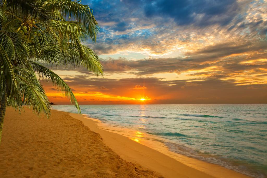 海,日落,帕尔马,海滩,加勒比