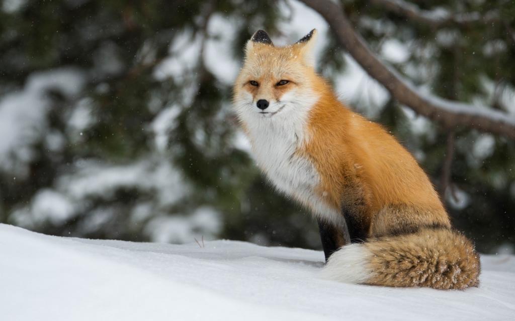 冬天,红色,雪,狐狸