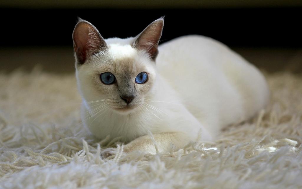 猫,白色,地毯,猫